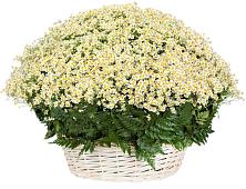 Цветочная композиция из Ромашки в корзине #REPLACE_PRED# Вревском